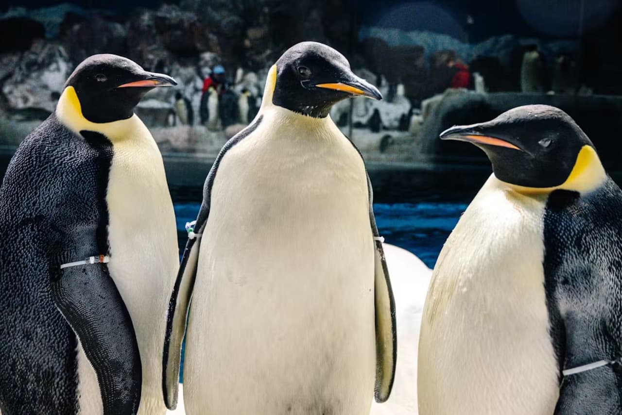 SeaWorld San Diego Ticket: Direct Entry - تصویر 21