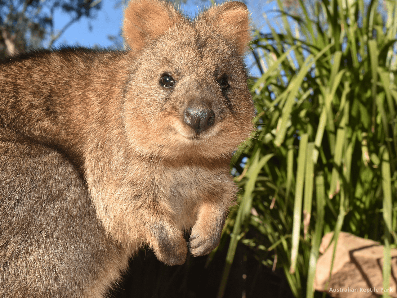 Australian Reptile Park - تصویر 34