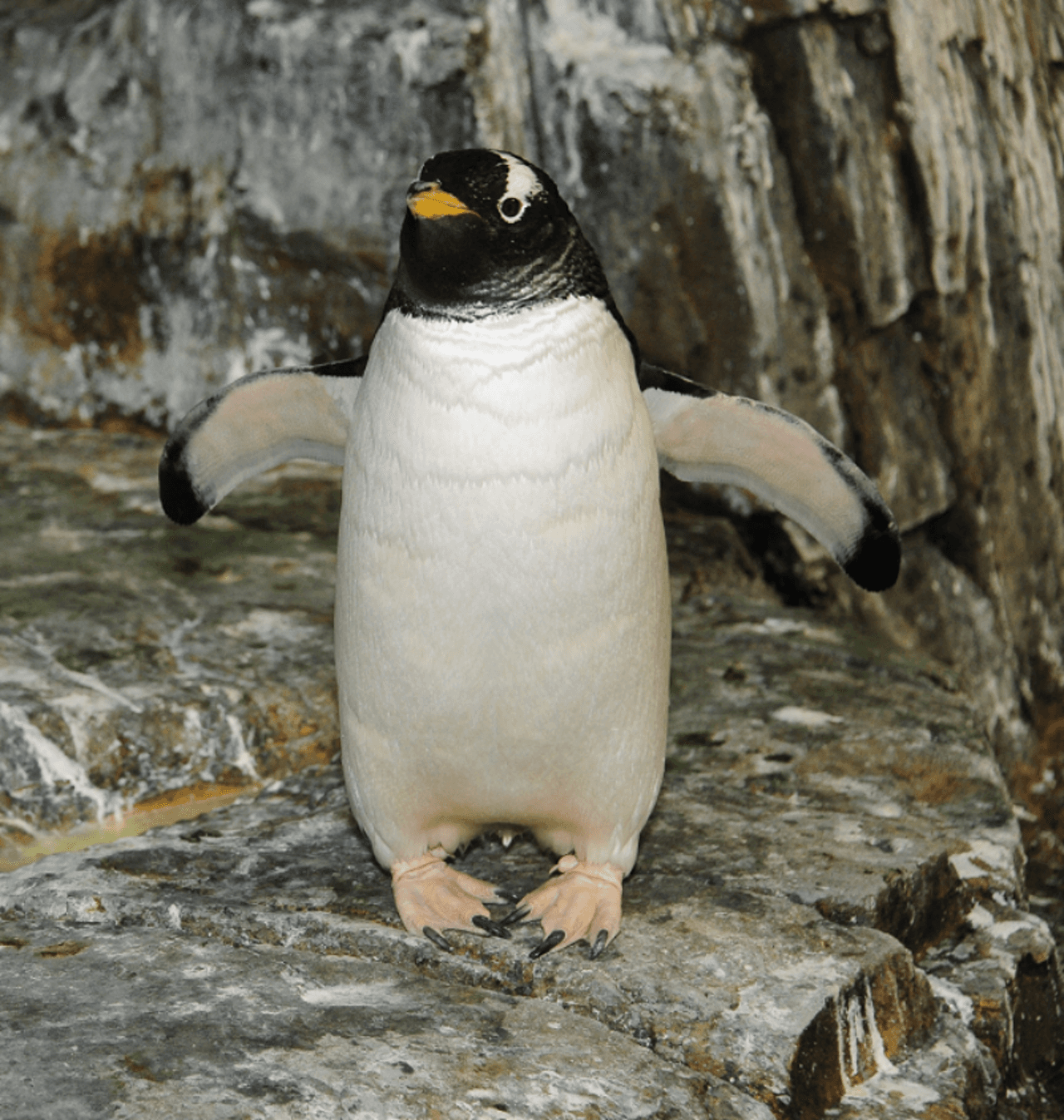 Central Park Zoo - تصویر 8