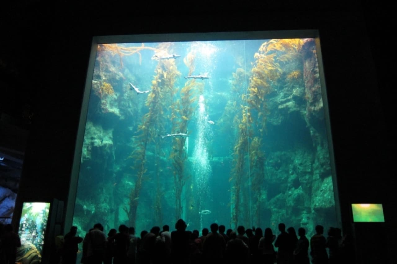 Pingtung National Museum of Marine Biology and Aquarium Ticket - تصویر 6