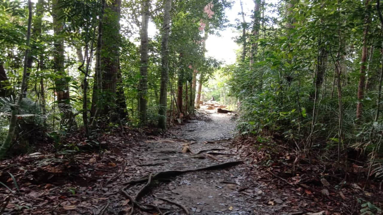 Taman Negara National Park Tour from Kuala Lumpur - تصویر 7