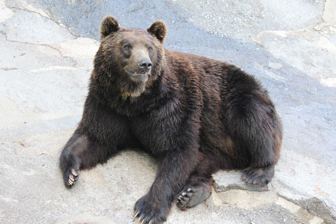 Hokkaido Noboribetsu Bear Park Ticket - تصویر 4