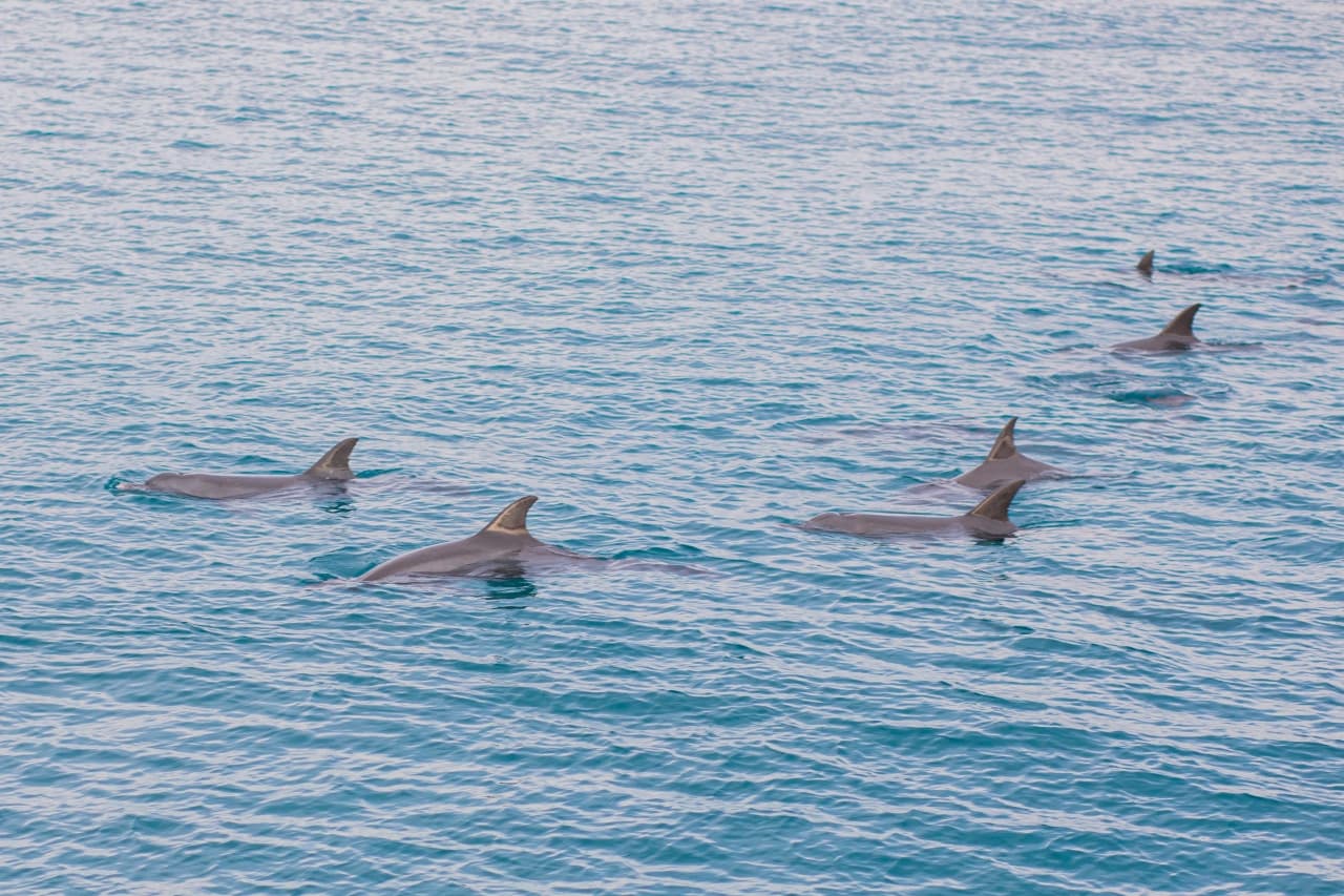 Raya Noi, Raya Yai, and Maiton Island Snorkelling Tour from Phuket - تصویر 4