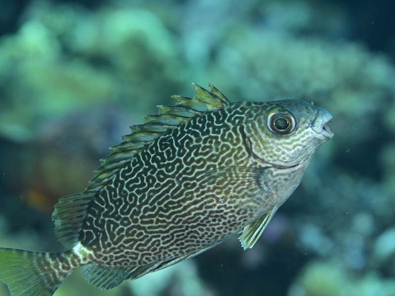 Okinawa Miyakojima Undersea Park - تصویر 9
