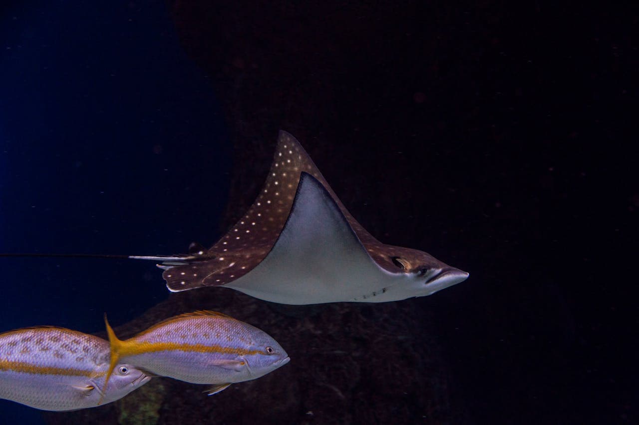 The Florida Aquarium Ticket - تصویر 8