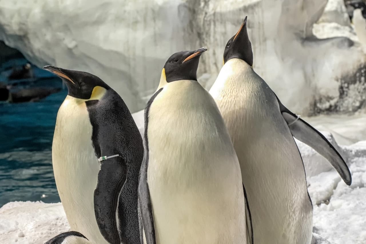 SeaWorld San Diego Ticket: Direct Entry - تصویر 7