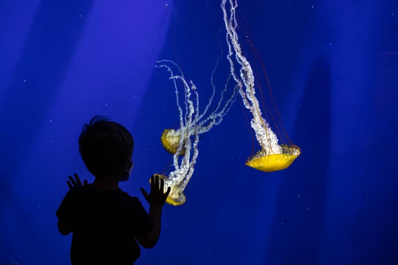 Georgia Aquarium: Fast Track Ticket - تصویر 13