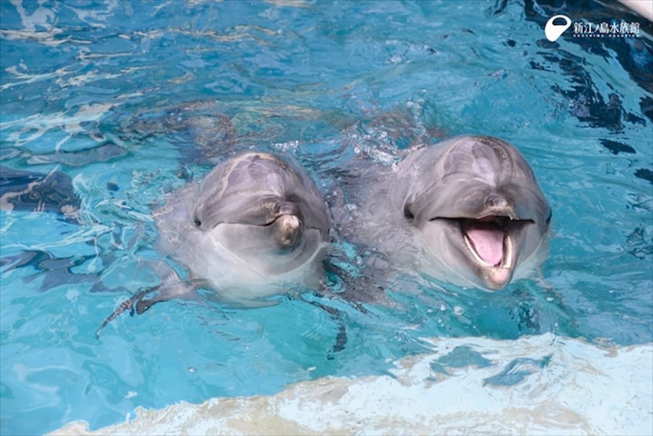 Enoshima Aquarium Ticket - تصویر 6