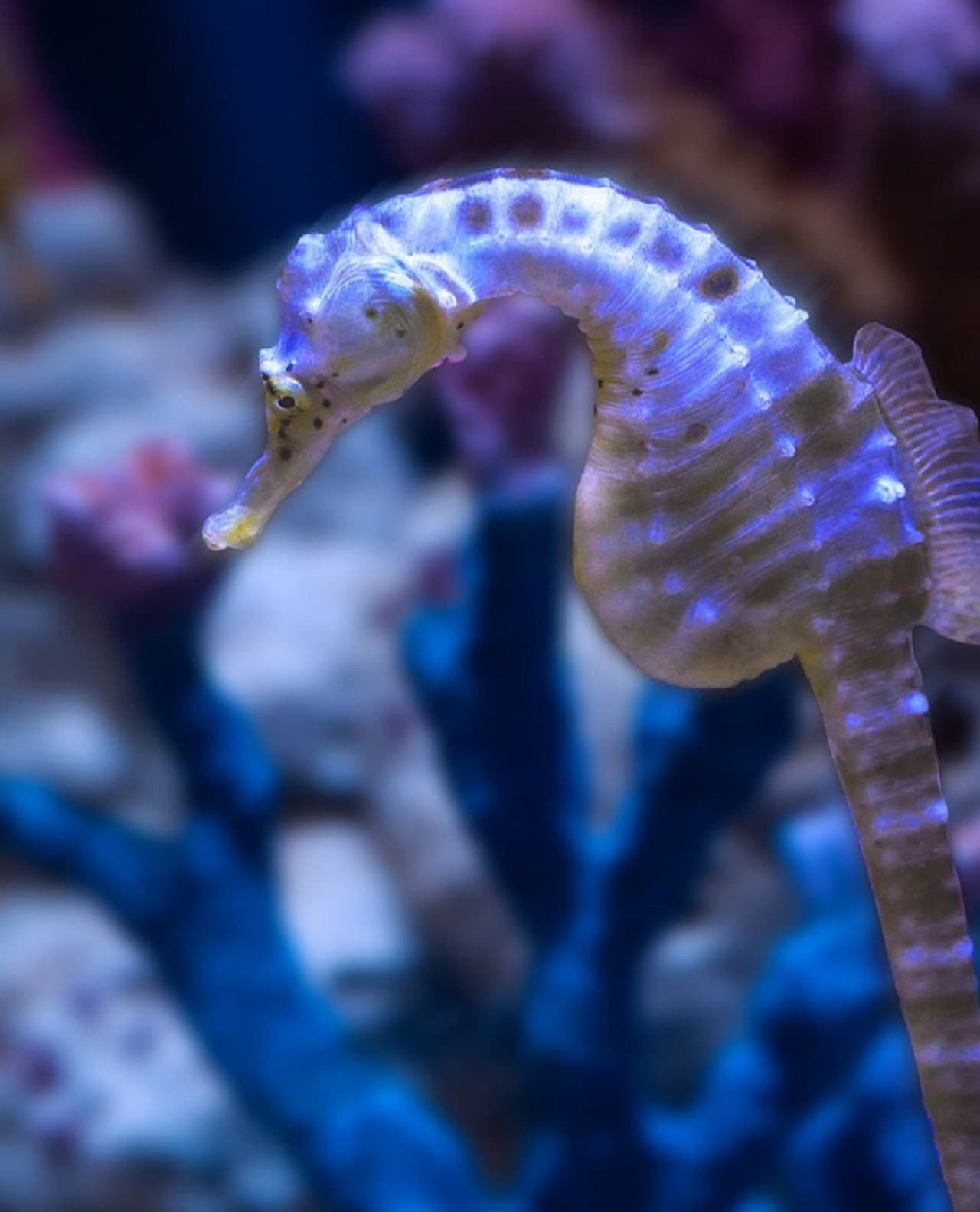 Dubai Aquarium and Underwater Zoo Ticket - تصویر 8