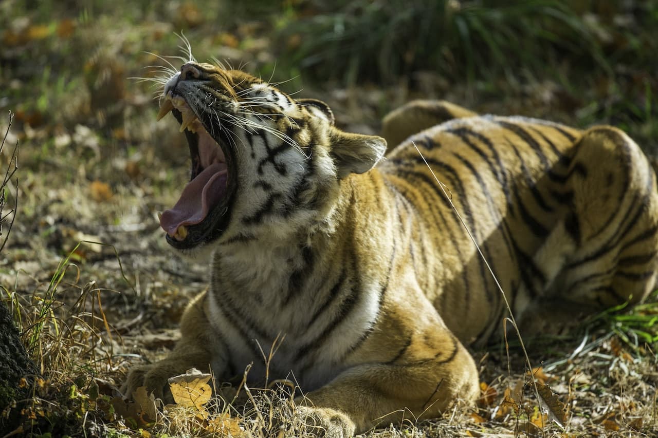 Thoiry ZooSafari: Skip The Line - تصویر اصلی