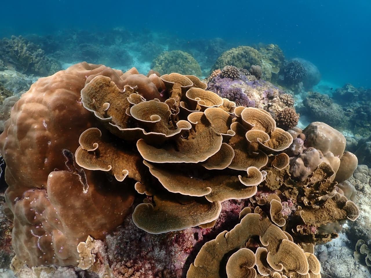 Raya Noi, Raya Yai, and Maiton Island Snorkelling Tour from Phuket - تصویر 13