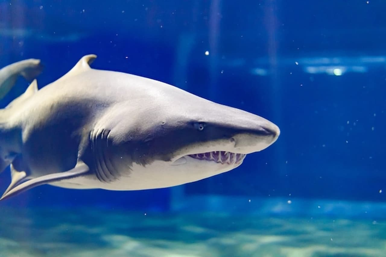 Aqua World Ibaraki Prefectural Oarai Aquarium Ticket - تصویر 2