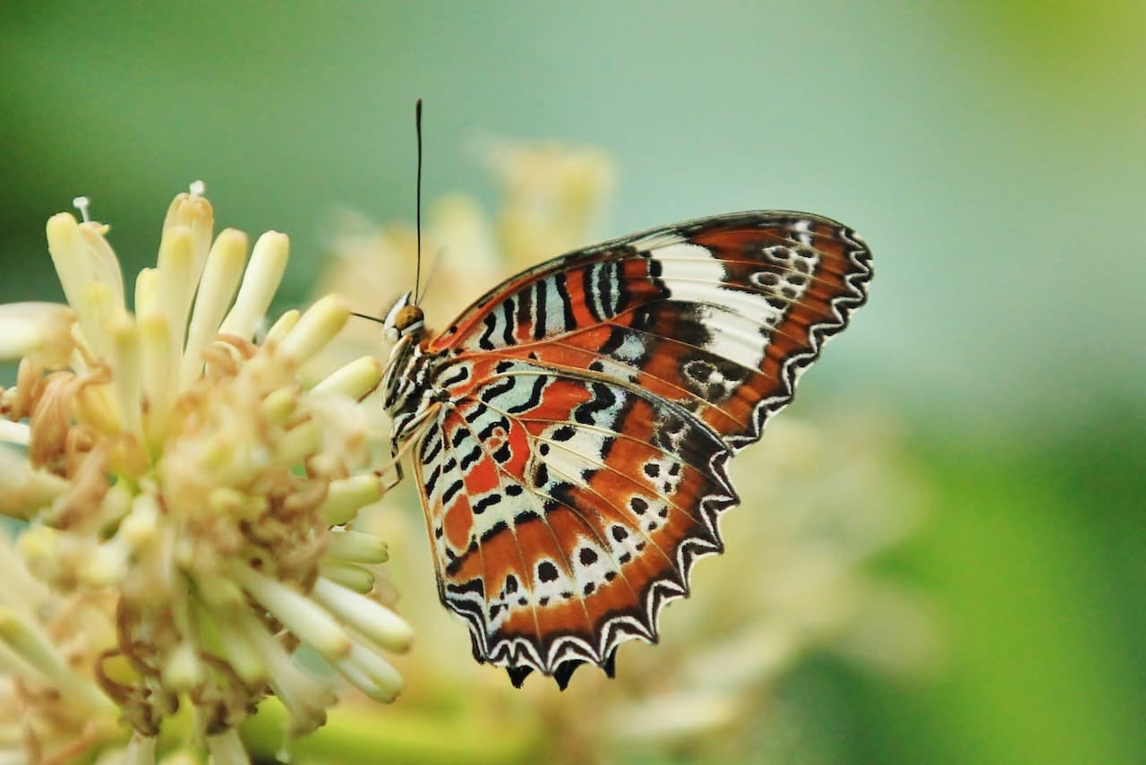 Full-Day Kuranda Tour with Skyrail Cableway, Scenic Railway, Rainforestation and Butterfly Sanctuary - تصویر 14