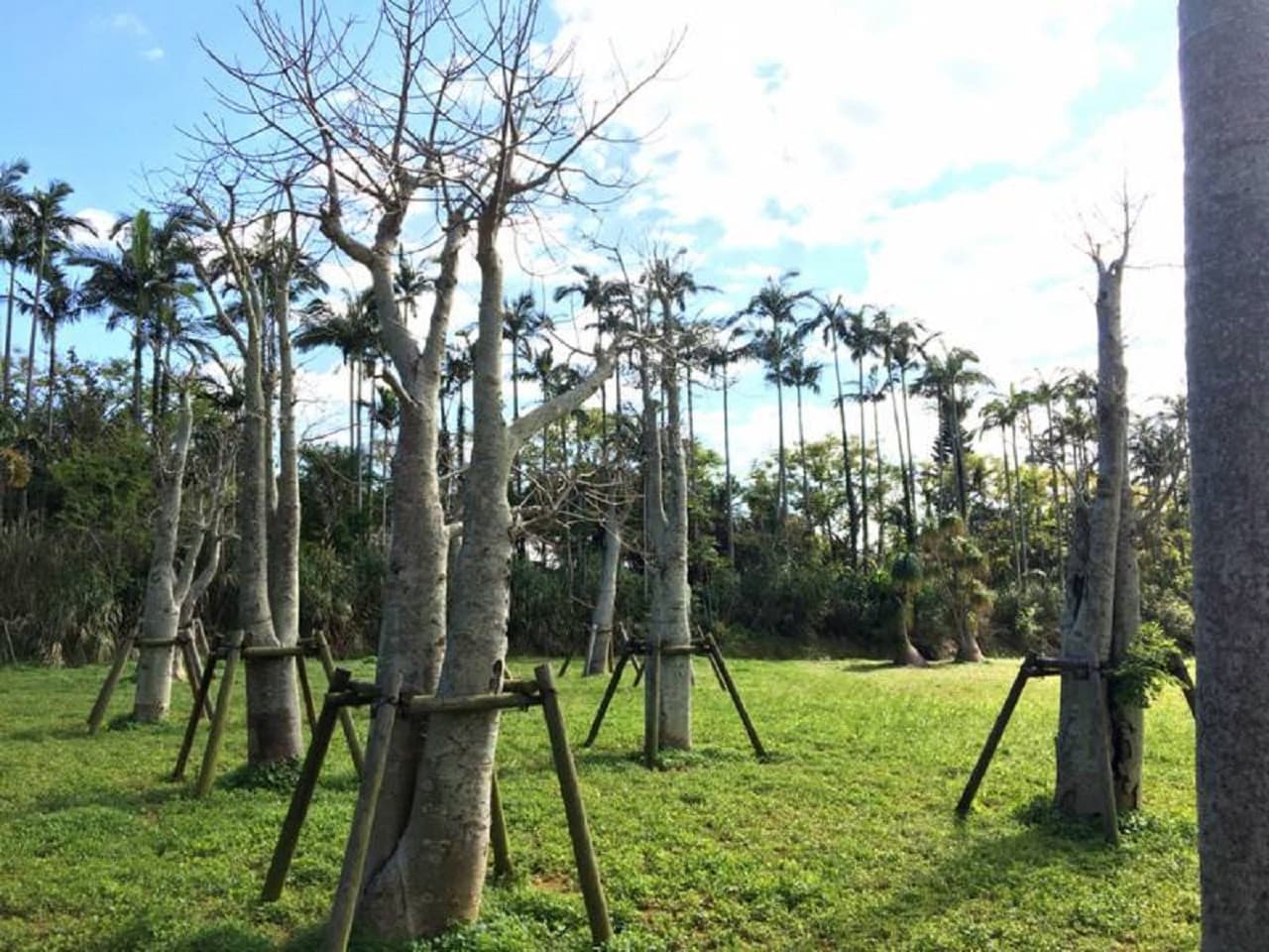 Okinawa Southeast Botanical Gardens - تصویر 11