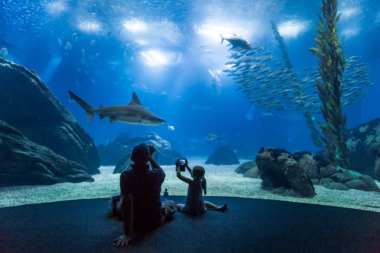 Oceanário de Lisboa Ticket - تصویر اصلی