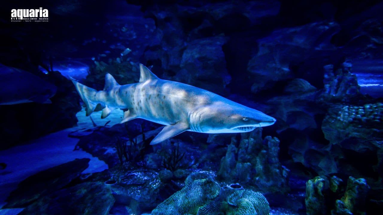Aquaria KLCC Ticket - تصویر 3