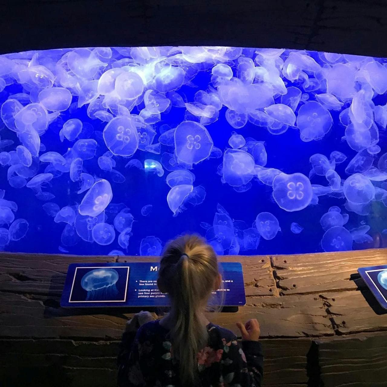 Downtown Aquarium Houston Ticket - تصویر 5