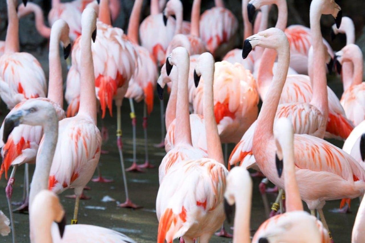 Zoo Atlanta Entry Ticket - تصویر 12