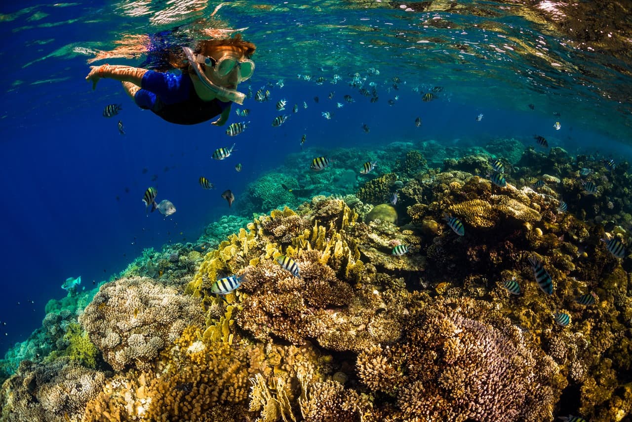 Kona Dolphin Watching Cruise with Snorkelling Experience - تصویر 2