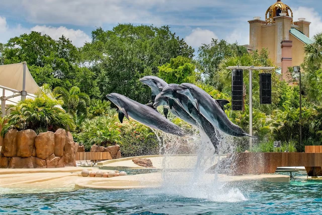SeaWorld Orlando Ticket: Direct Entry + Optional All-Day Dining Deal + Multi-Park Discount Ticket - تصویر 6