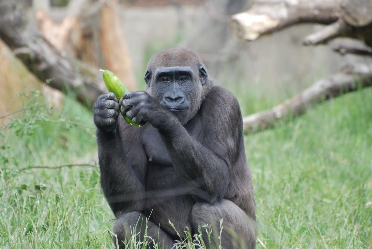 London Zoo - تصویر 5