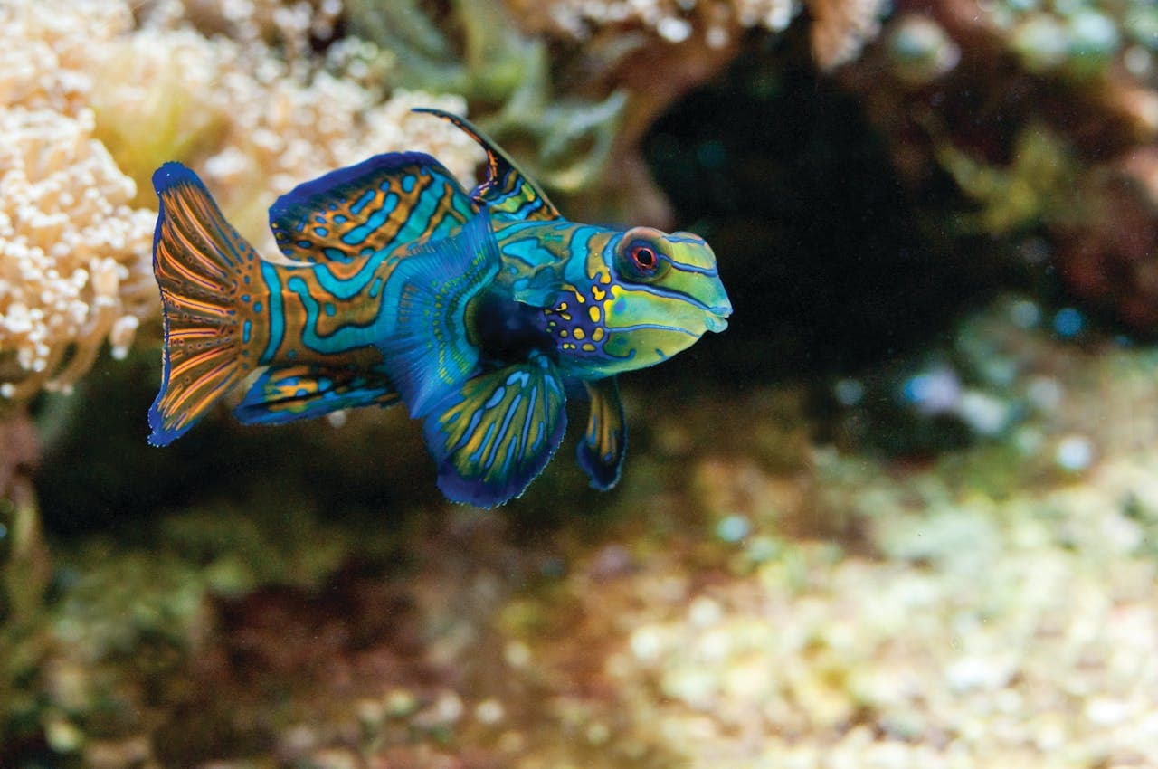 New England Aquarium Ticket - تصویر 15