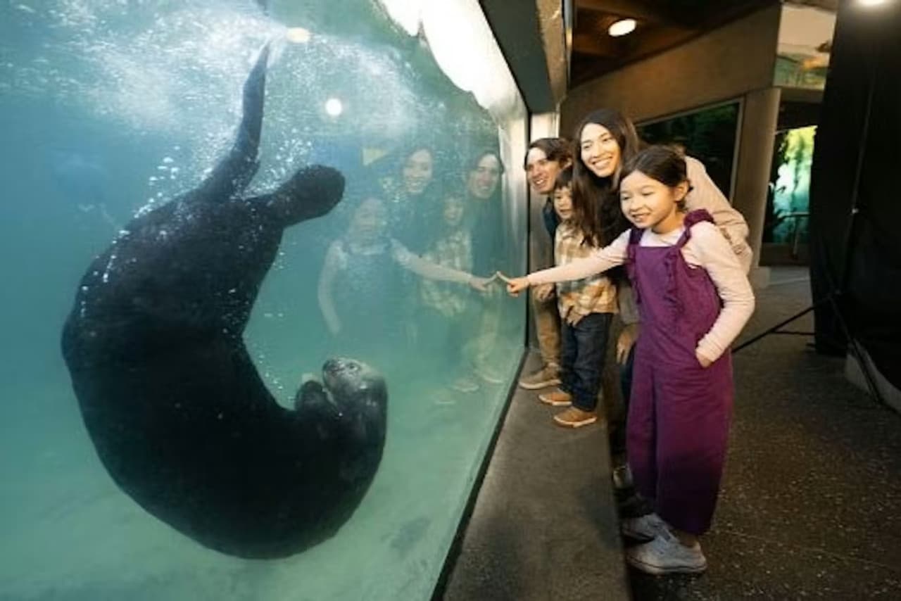 Vancouver Aquarium Ticket - تصویر 9
