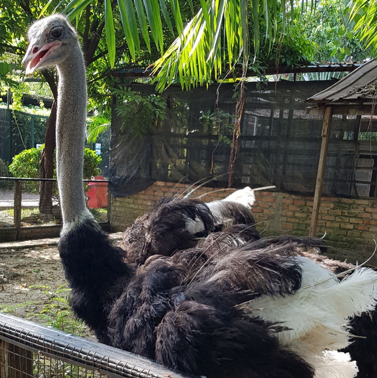 Penang Bird Park - تصویر 5