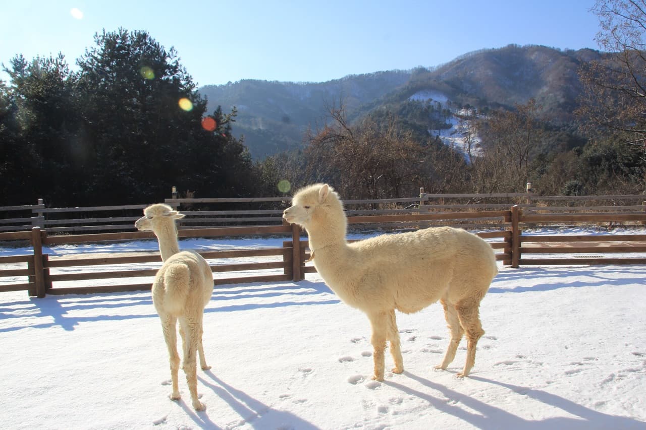 Alpaca World, Nami Island, and Garden of Morning Calm Tour from Seoul - تصویر 2