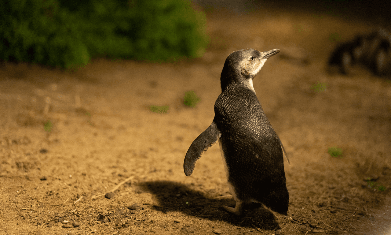 Phillip Island with Penguin Parade Eco Tour - تصویر 27