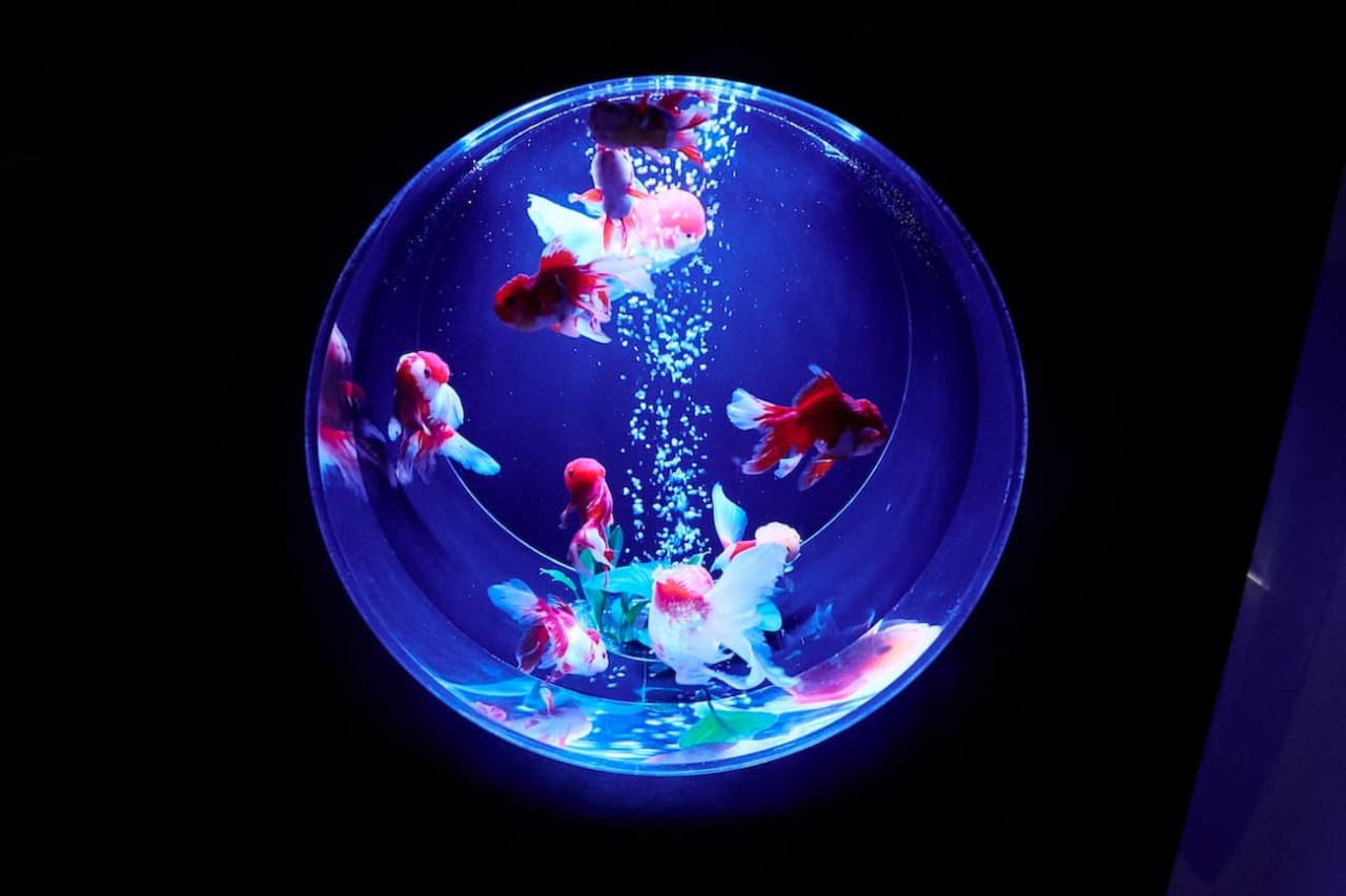 Art Aquarium Museum GINZA Ticket - تصویر 12