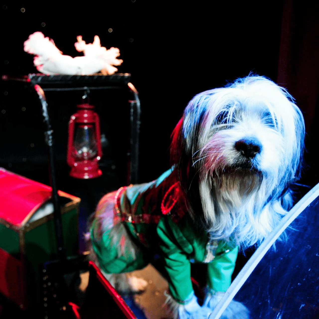 V Theatre Las Vegas - Popovich Comedy Pet Theatre - تصویر 4