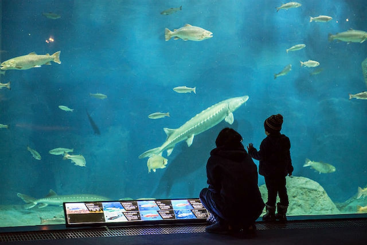 Salmon Hometown Chitose Aquarium Ticket - تصویر 8