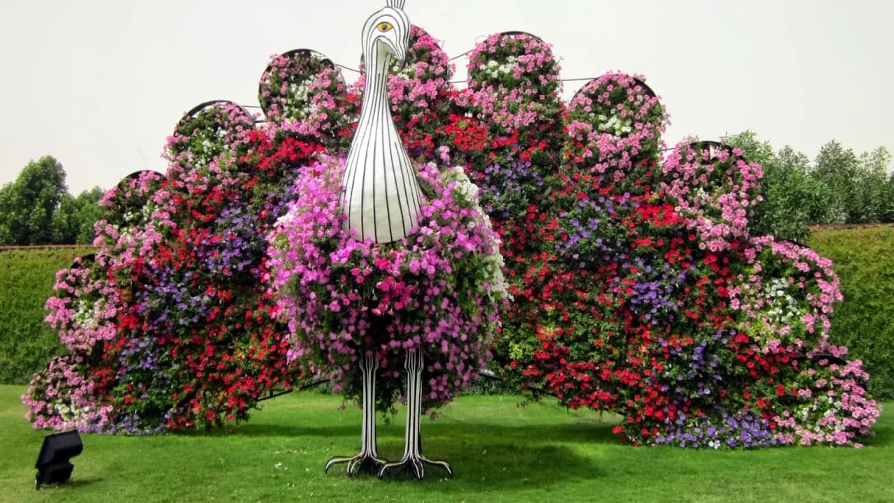 Dubai Miracle Garden Ticket - تصویر 8