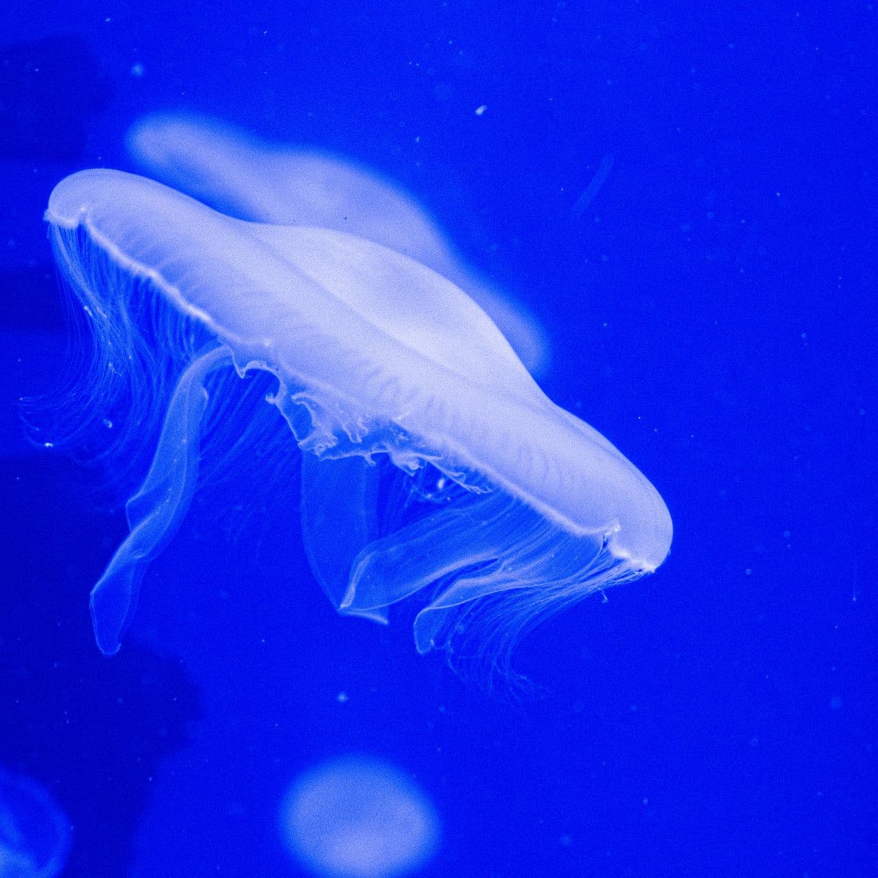 SEA LIFE Paris Aquarium Ticket - تصویر 5