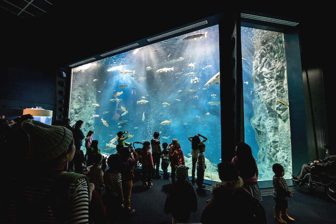 Salmon Hometown Chitose Aquarium Ticket - تصویر 11