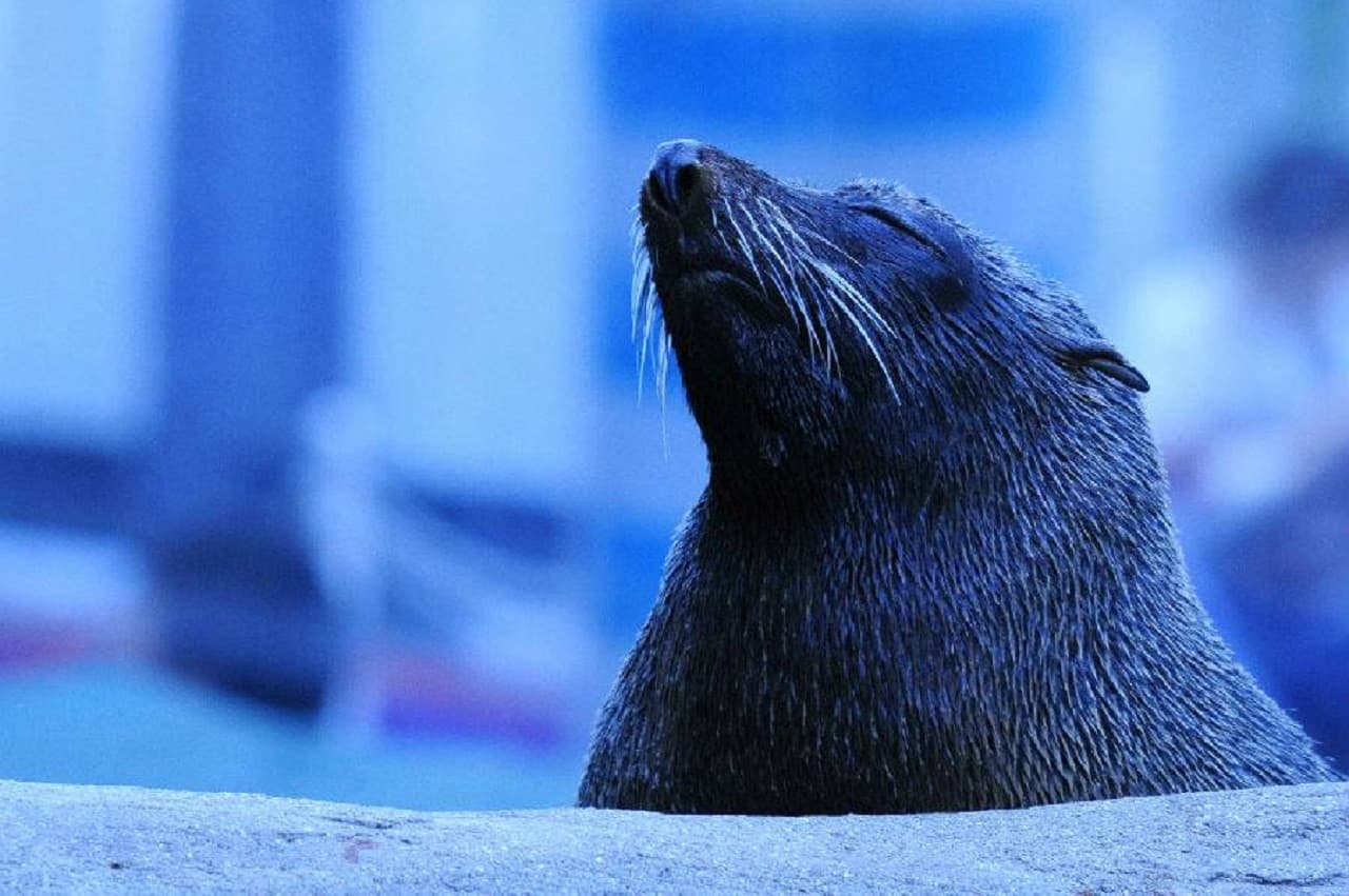 Kyoto Aquarium Ticket - تصویر 6