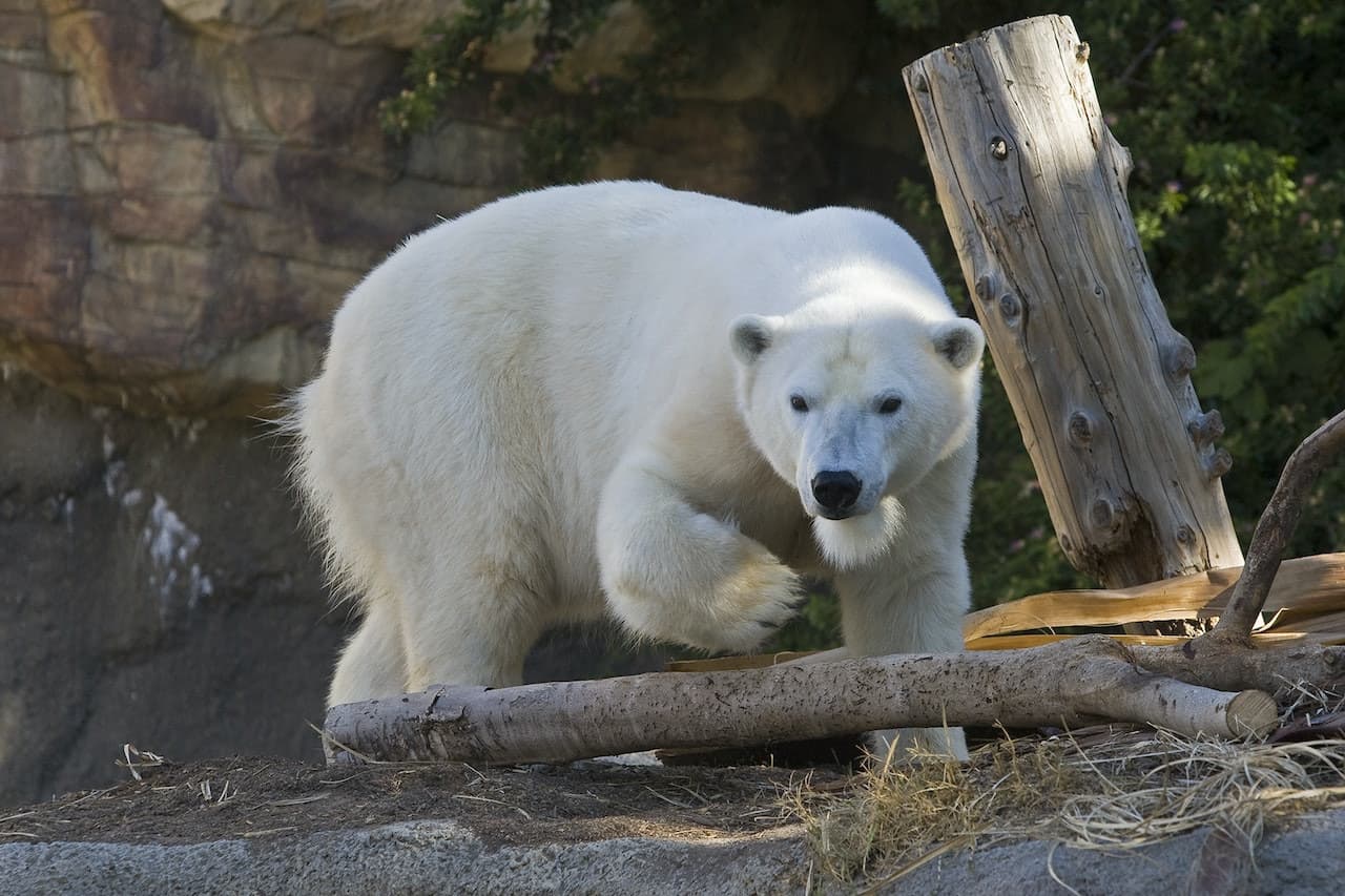 San Diego Zoo - تصویر 12