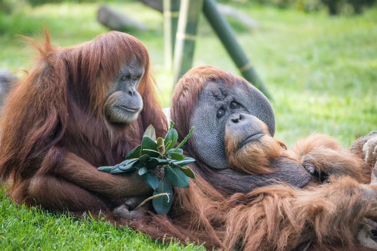 2-Visit Pass: San Diego Zoo + San Diego Zoo Safari Park Tickets - تصویر اصلی