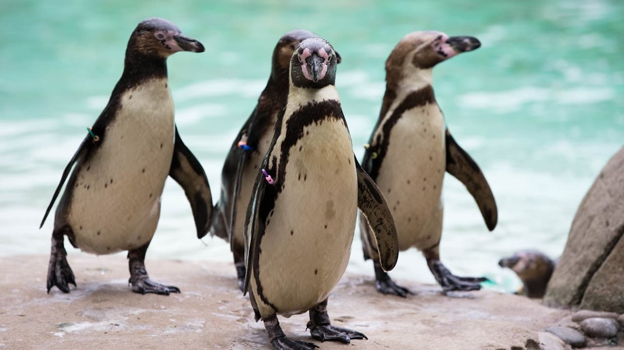 London Zoo - تصویر اصلی