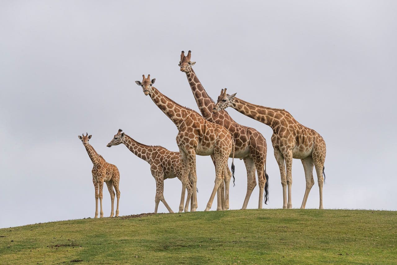 San Diego Zoo Safari Park Ticket - تصویر 5