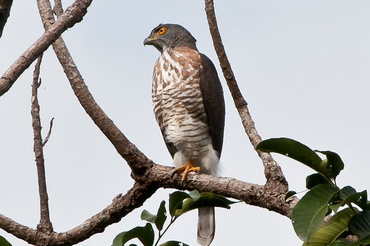 Desaru Coast Birdwatching Experience - تصویر 3