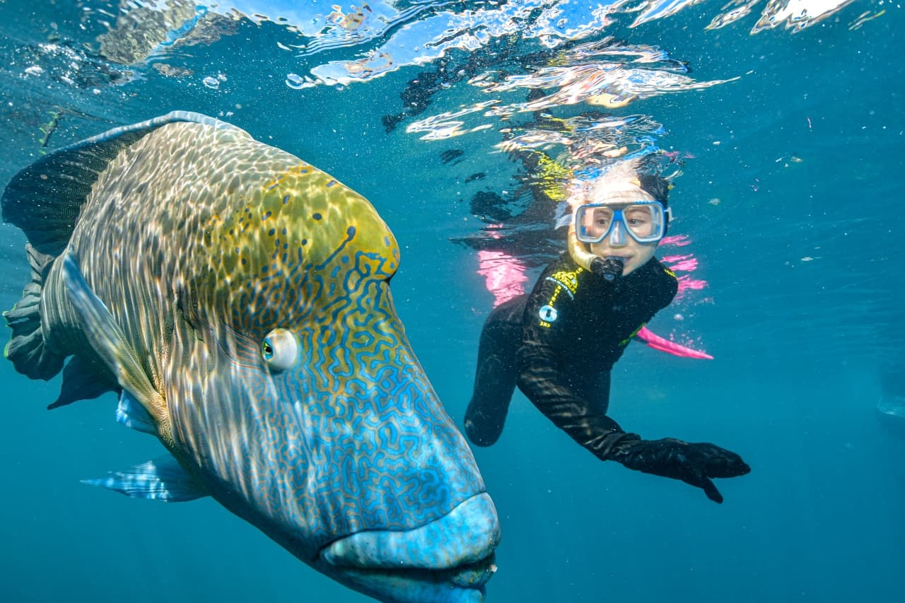 Reef Magic Pontoon Tour from Cairns - تصویر 11