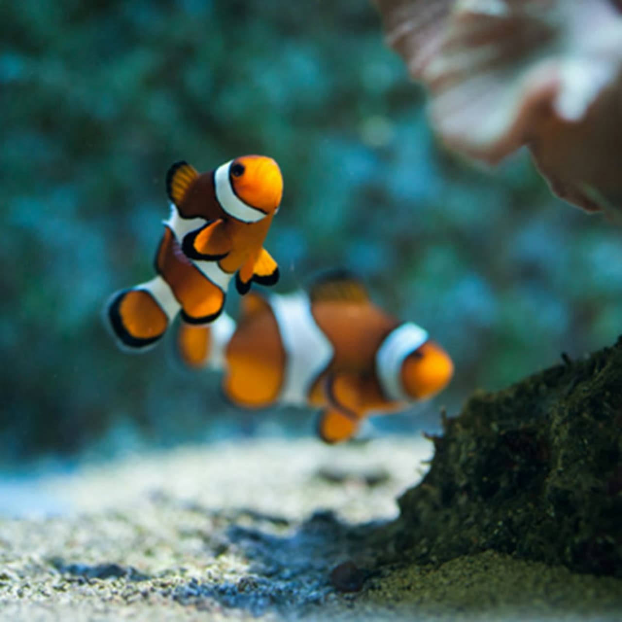 SEA LIFE Benalmádena Ticket - تصویر 2