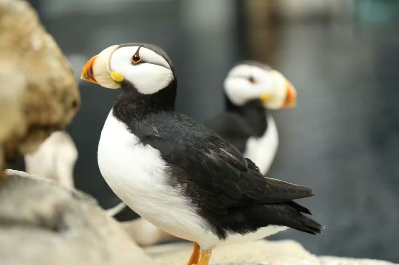 Georgia Aquarium: Fast Track Ticket - تصویر 15
