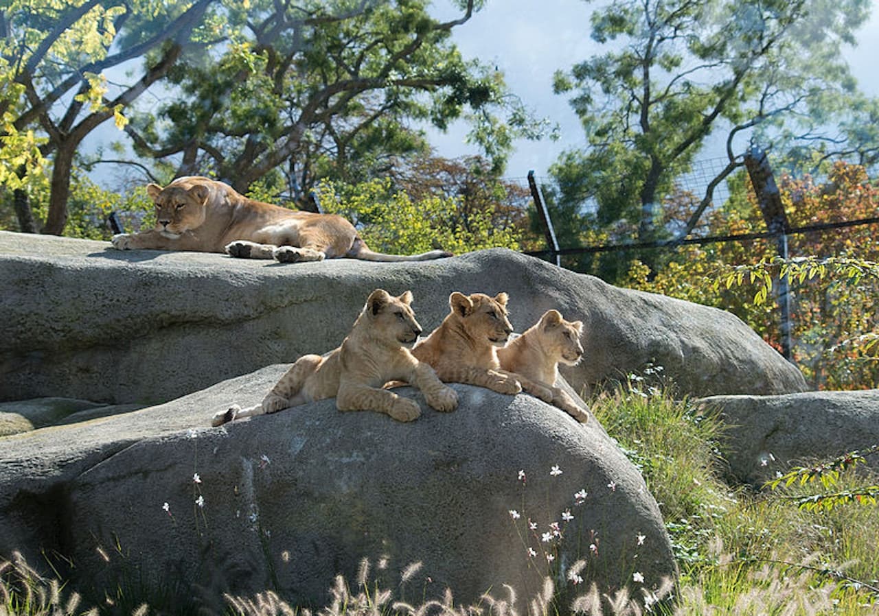 Paris Zoo (Parc Zoologique de Paris) - تصویر 3