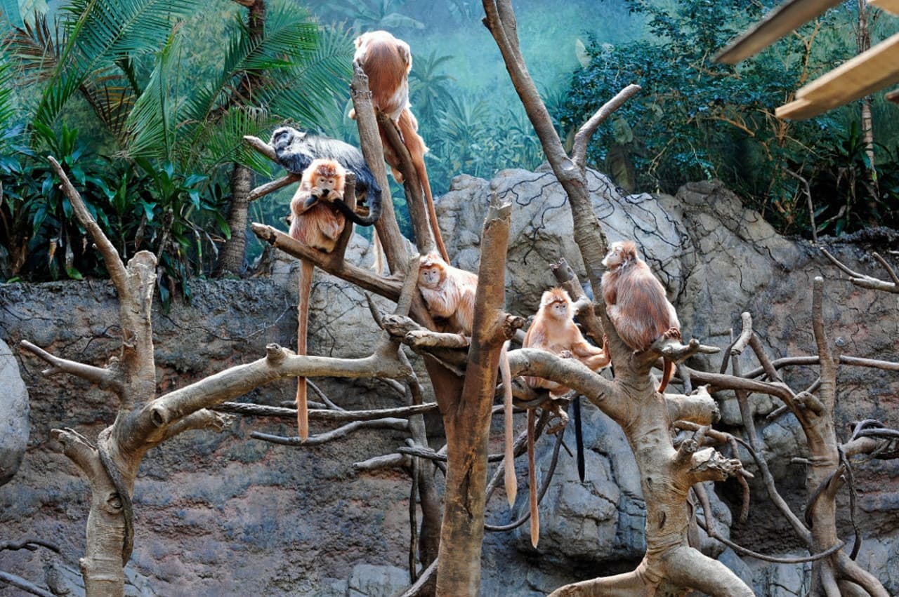 Bronx Zoo - تصویر اصلی