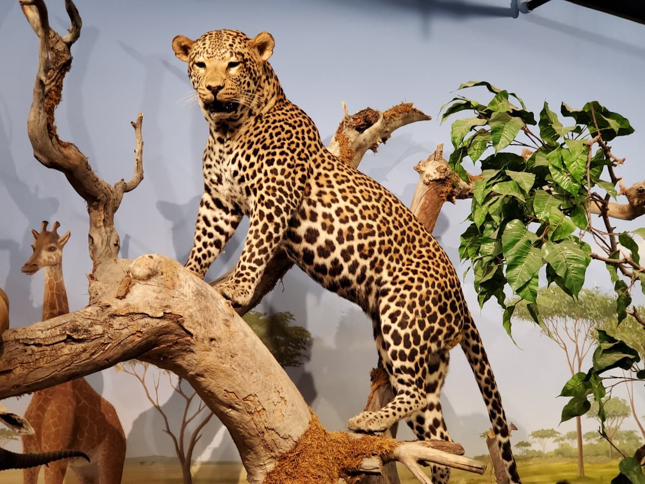 Las Vegas Natural History Museum - تصویر اصلی
