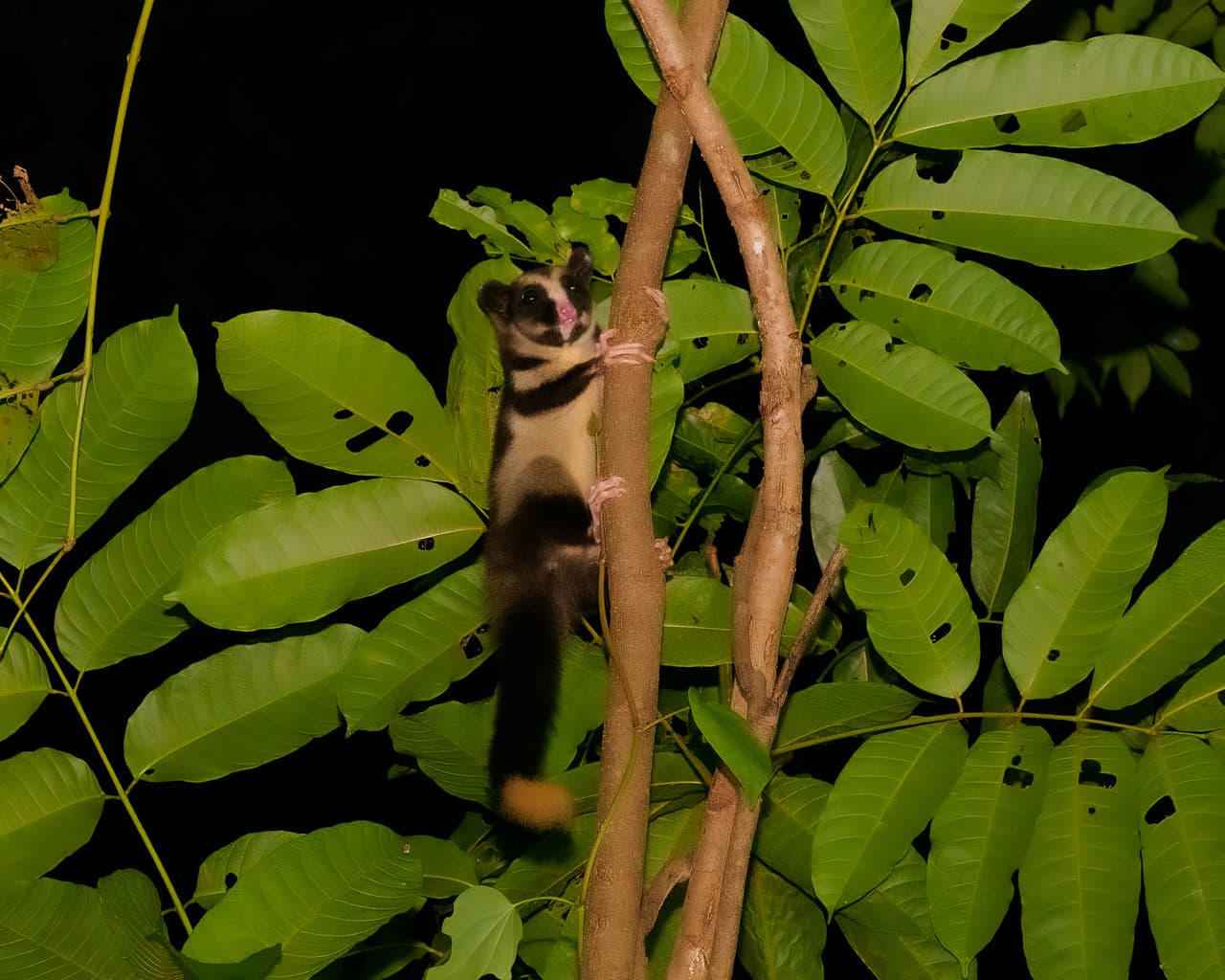 Cairns Botanic Gardens Night Walk Experience - تصویر 6