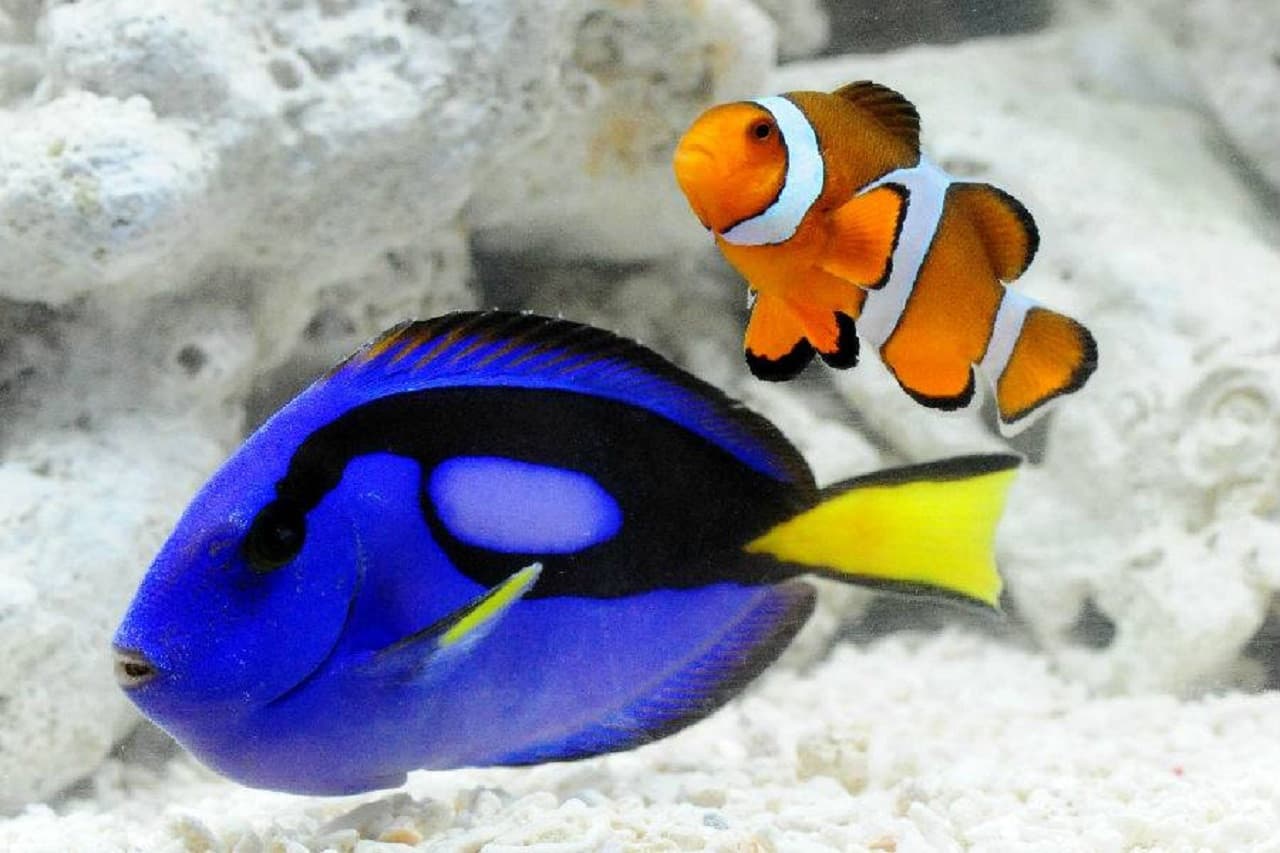 Kyoto Aquarium Ticket - تصویر 2